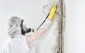 Best Real Estate Mold Inspection in West Point, VA